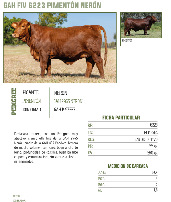 Lote LOTE 38