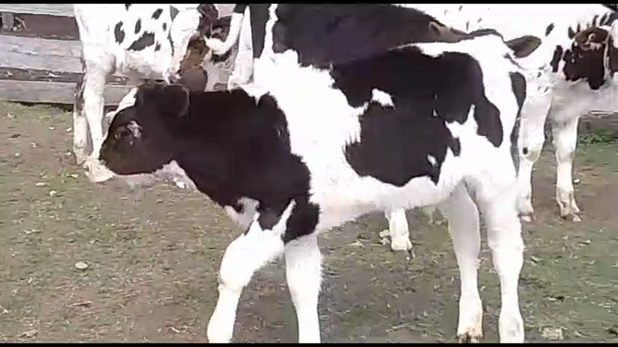 Lote 6 Toros Holando a remate en Aniversario 115 Años - Camy 110kg -  en San Gregorio