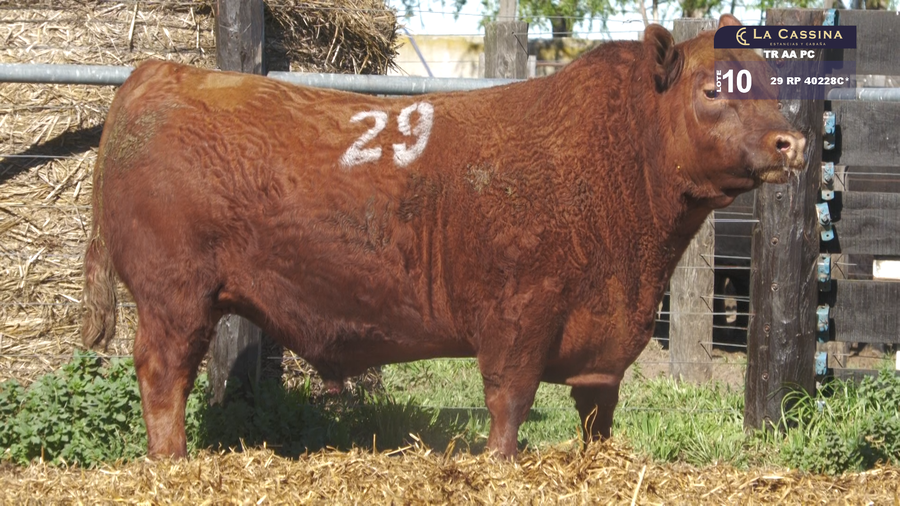 Lote TOROS ANGUS PURO CONTROLADO