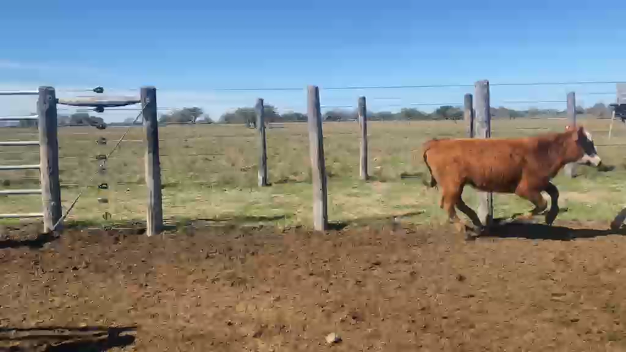 Lote 200 Terneras