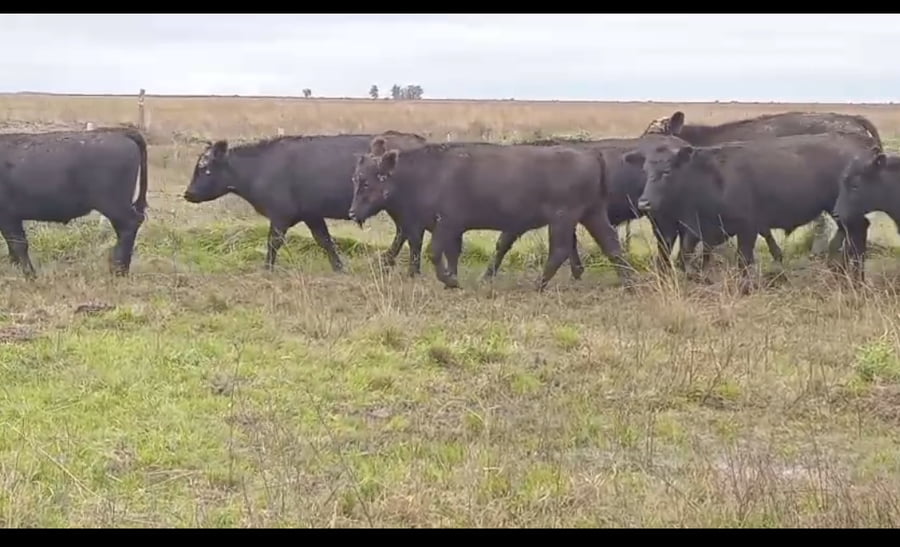 Lote 130 Novillos en Corrientes, Curuzú-Cuatiá