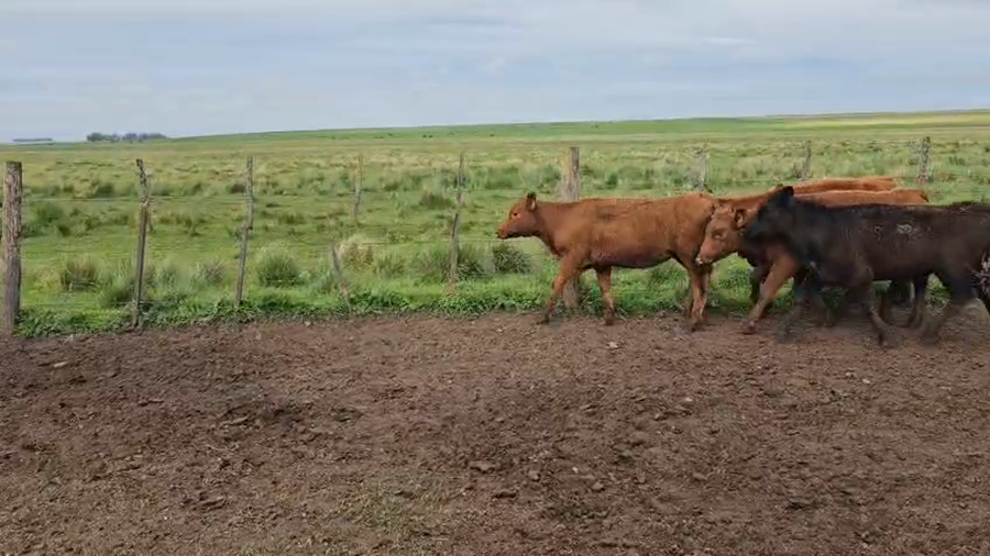 Lote 103 Terneras en Buenos Aires, Olavarría