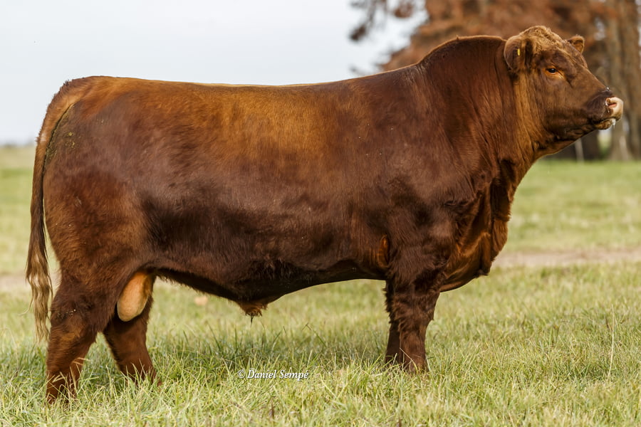 Lote Toro Puro de Pedigree Colorado