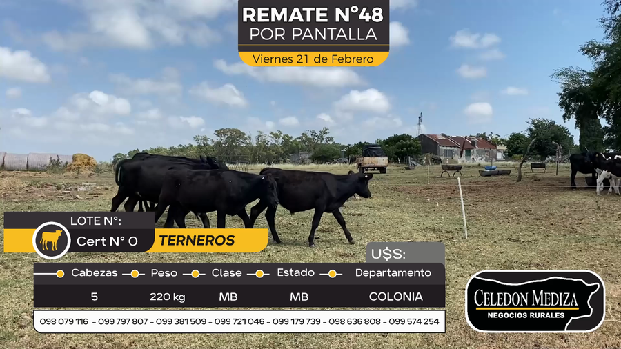 Lote 5 Terneros y Terneras en Otra Localidad, Colonia