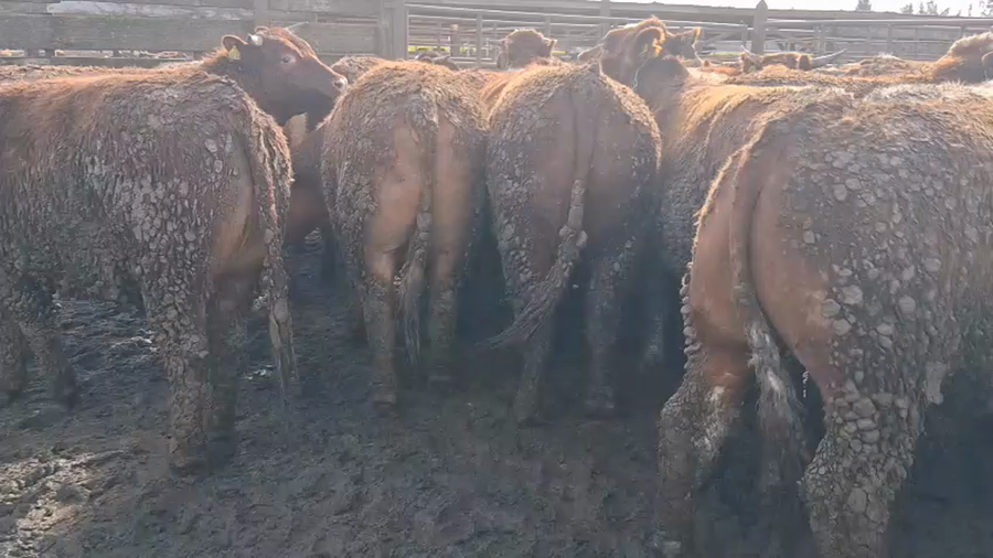 Lote 40 Novillo Gordo en Los Ángeles, VIII Región Biobío