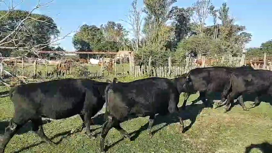 Lote 49 Vacas nuevas C/ gtia de preñez en Corrientes, Perugorría