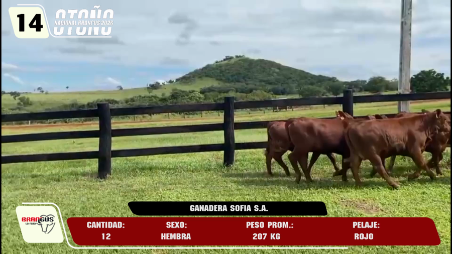 Lote LOTE 14