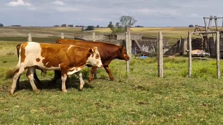 Lote 15 Terneros a remate en Ultima pantalla del año - Escritorio Camy 267kg - , San José