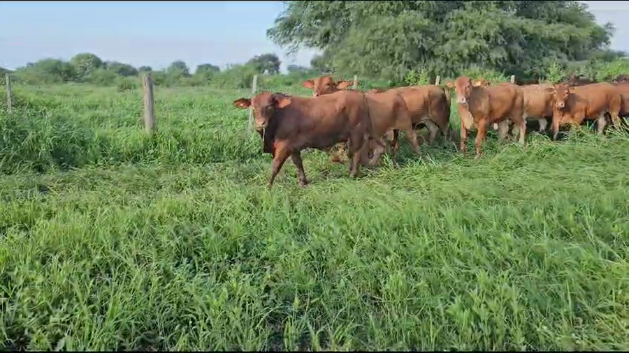 Lote 80 Novillitos en Subteniente Perín, Formosa