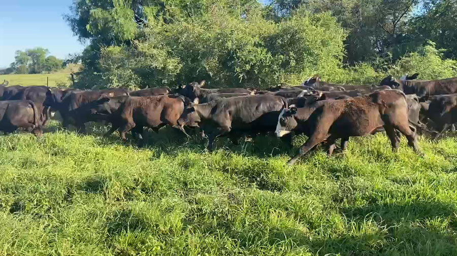 Lote 95 Terneros en Pirané, Formosa