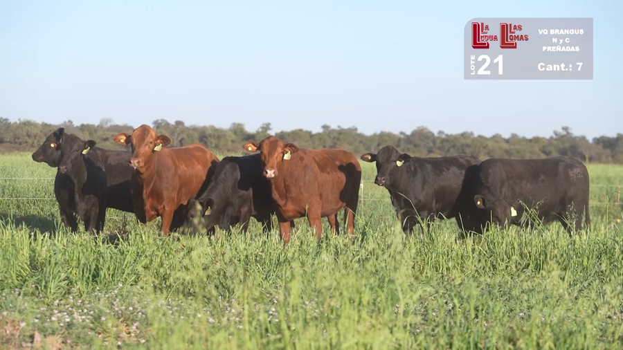 Lote VAQUILLONAS PREÑADAS BRANGUS NEGRAS