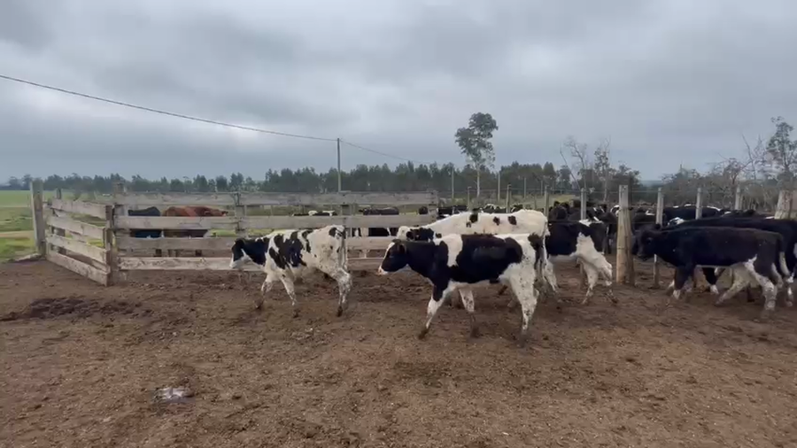 Lote 21 Terneras