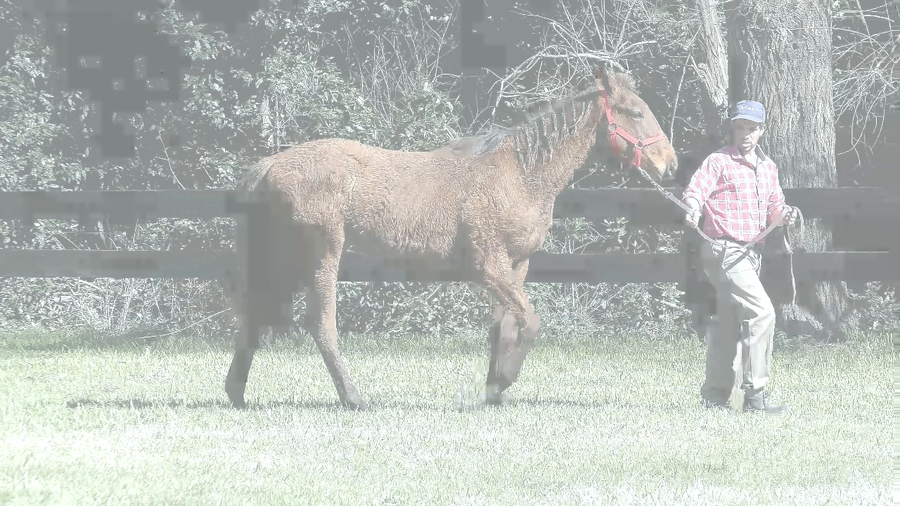 Lote RIVAL SI (SILENTIO -  SANS RIVAL)