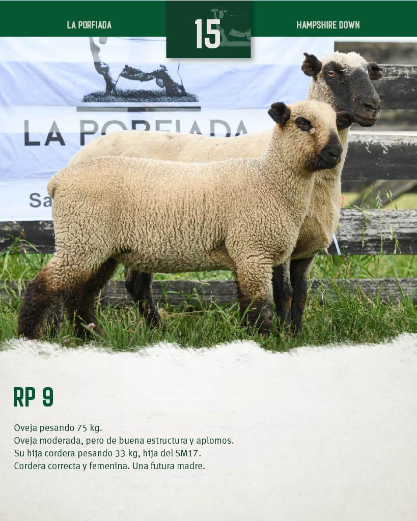 Lote Ovejas a remate en 4º Genetica Productiva, Florida