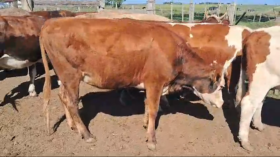 Lote 10 vaquillonas cruzas