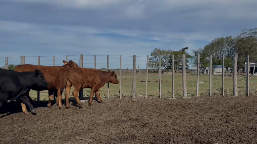 Lote VAQUILLONA PREÑADA