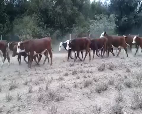 Lote 95 Vaquillonas en Las Lomitas, Formosa