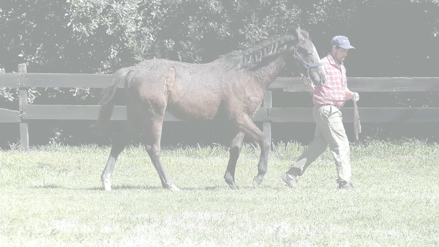 Lote EL CONTABLE (ASPIRE -  SEÑORA CONTADORA)