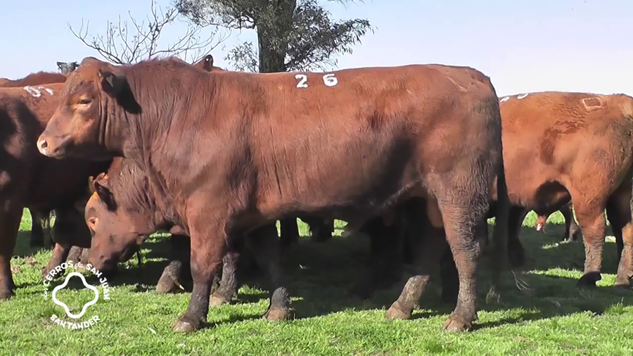 Lote TOROS RED ANGUS