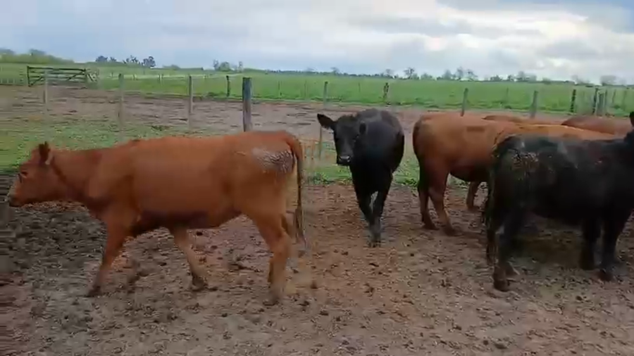 Lote 60 Novillitos y vaquillonas