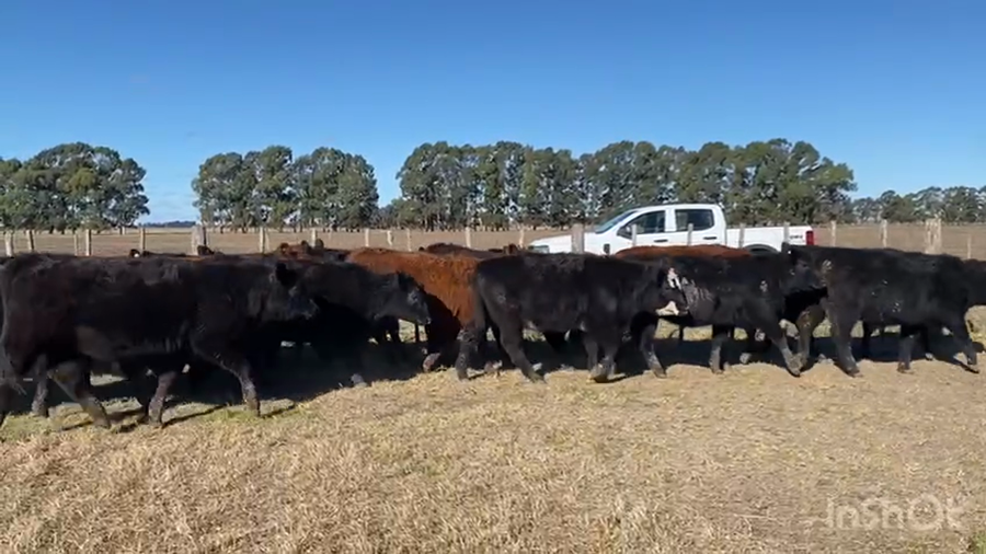 Lote 52 Terneros/as en Brandsen, Buenos Aires