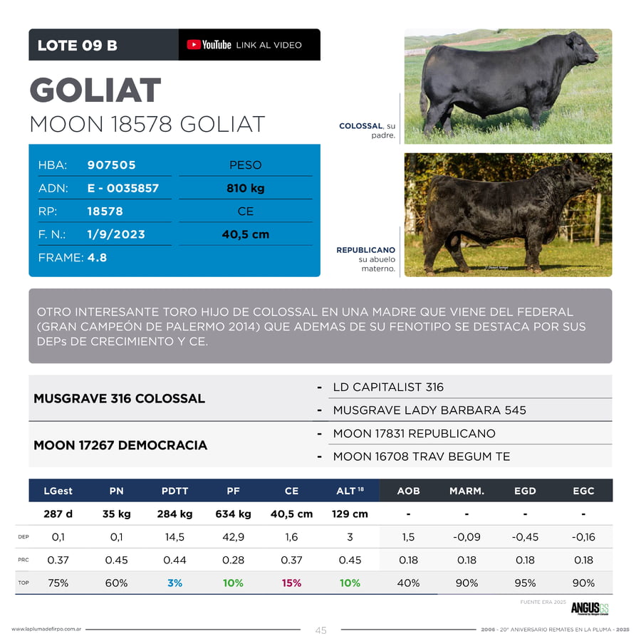 Lote RP 18578 - TOROS PP ELITE