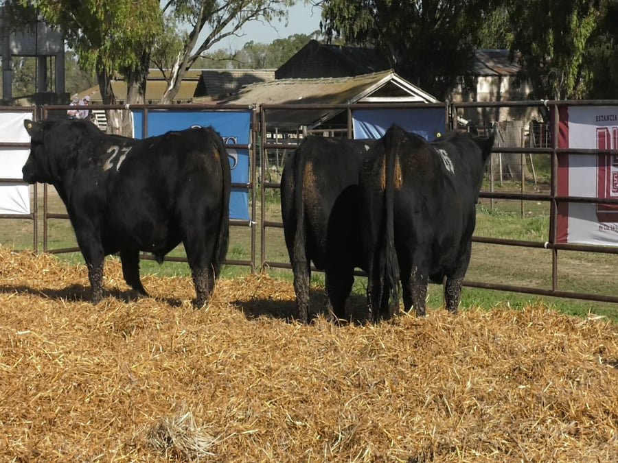 Lote TOROS ANGUS NEGROS PC