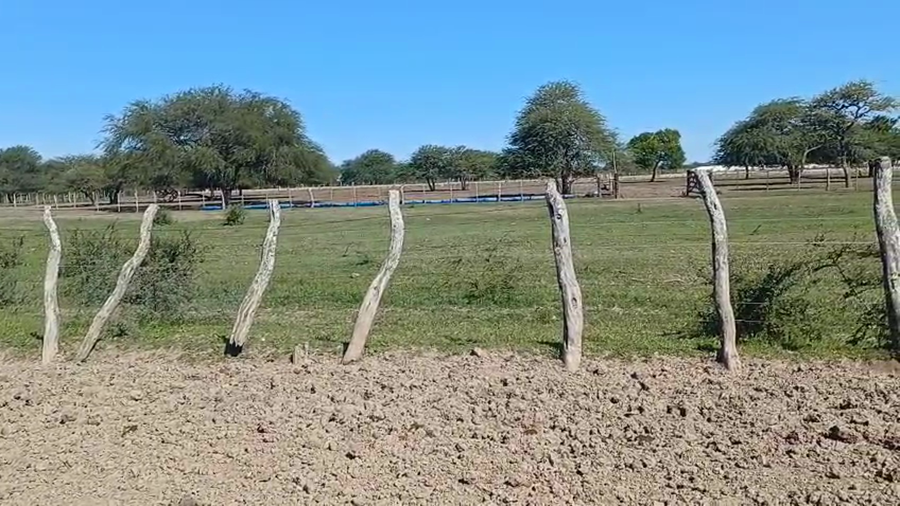 Lote 50 Vaquillonas en Entre Ríos, San José de Feliciano