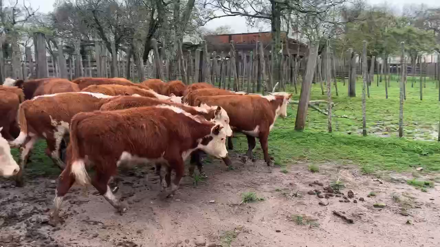 Lote 15 Terneros en Melo, Cerro Largo