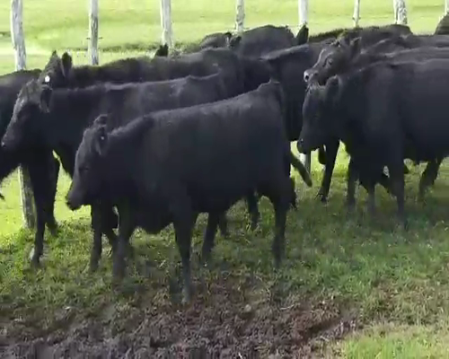 Lote 50 Terneros/as en Villaguay, Entre Ríos