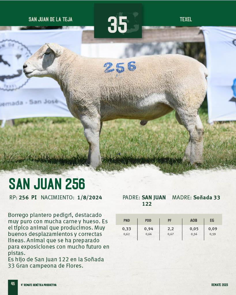 Lote Borregos Planteleros PI a remate en 4º Genetica Productiva, San José