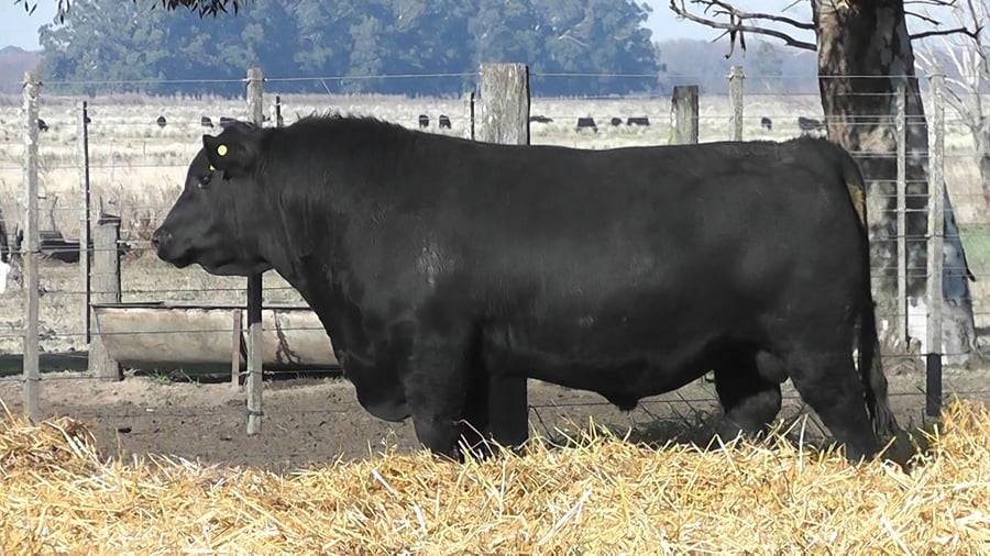 Lote TOROS PUROS POR CRUZA