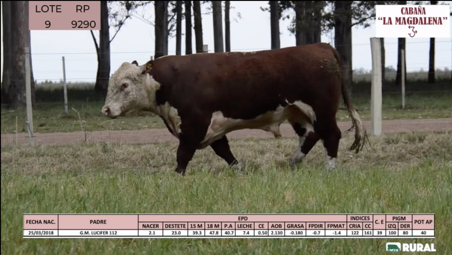 Lote Toros POLLED HEREFORD PI RP 9290 9525 9560