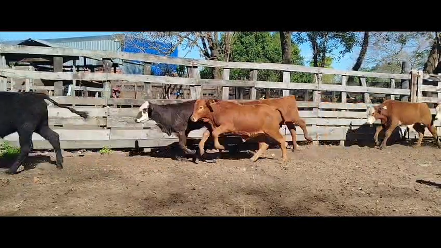 Lote 120 Terneros/as en Corrientes, San Cosme