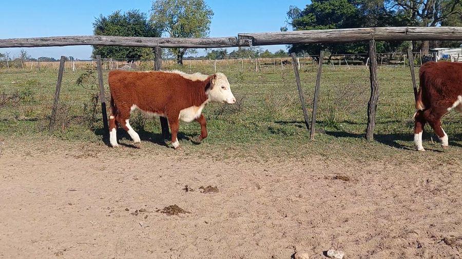 Lote 100 Terneros/as