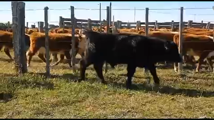 Lote 8 Terneros en Tupambaé, Cerro Largo