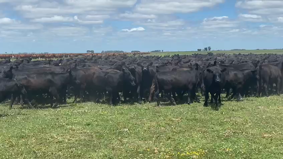 Lote 50 Vaquillonas C/ gtia de preñez en Pilar, Buenos Aires