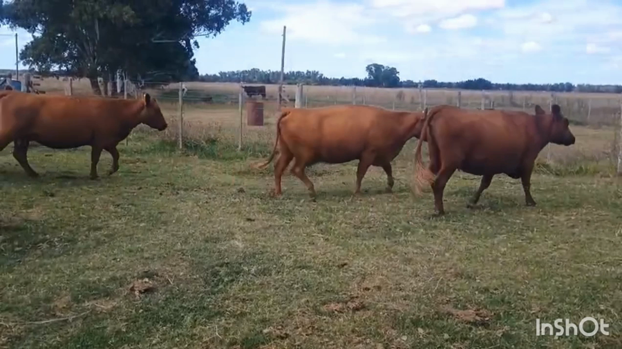 Lote 20 Vacas usadas CON G/P