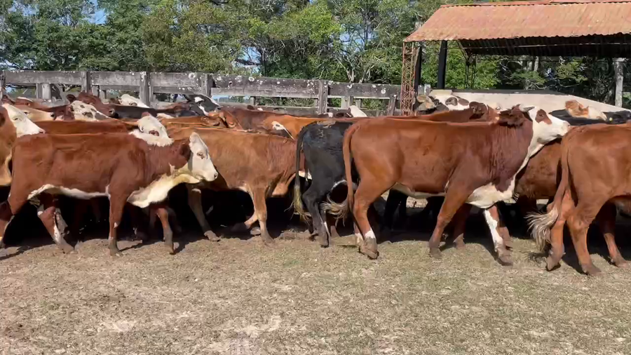 Lote 83 Vaquillonas en Ituzaingó, Corrientes