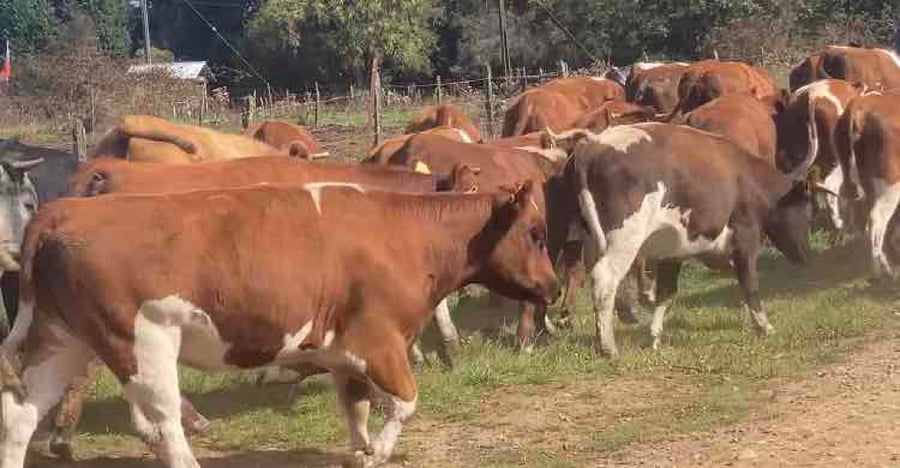Lote 44 Vaquilla Engorda en Frutillar, X Región Los Lagos
