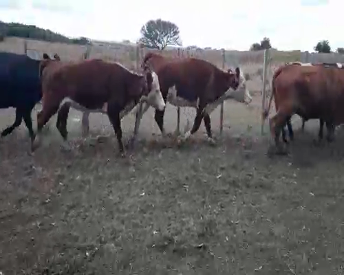 Lote 13 Vaquillonas 1 a 2 años ANGUS Y HEREFORD a remate en Pantalla Camy 330kg - , San José