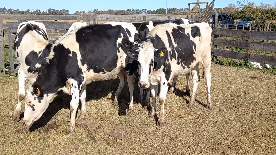 Lote Globalagri Lote 4