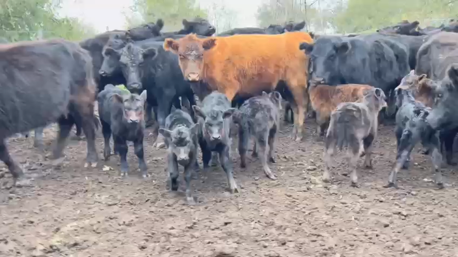 Lote 25 Vaquillonas C/ cria en Brandsen, Buenos Aires