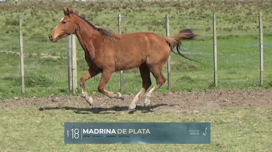 Lote Yeguarizos a remate en Criollos, Montevideo