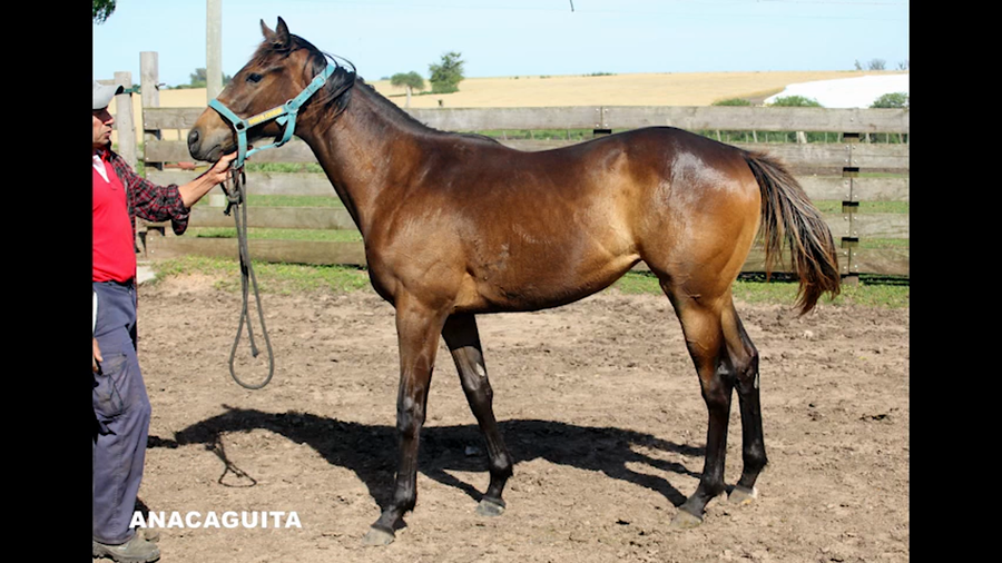 Lote ANACAGUITA