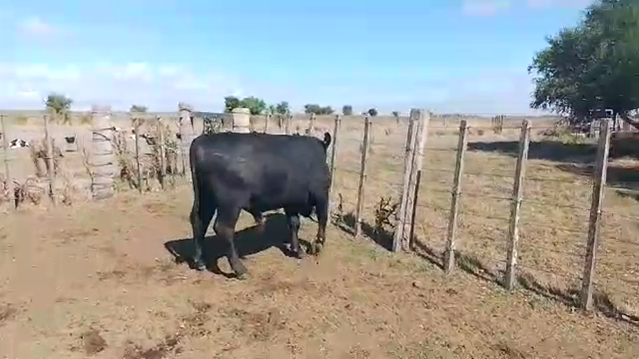 Lote Toros AA a remate en Pantalla Camy en Chamizo