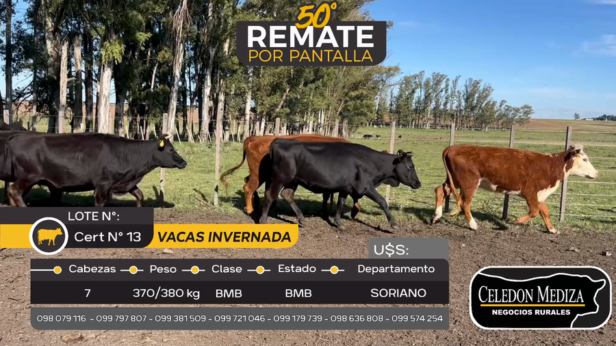 Lote 7 Vacas de Invernada en Cuchilla del Perdido, Soriano