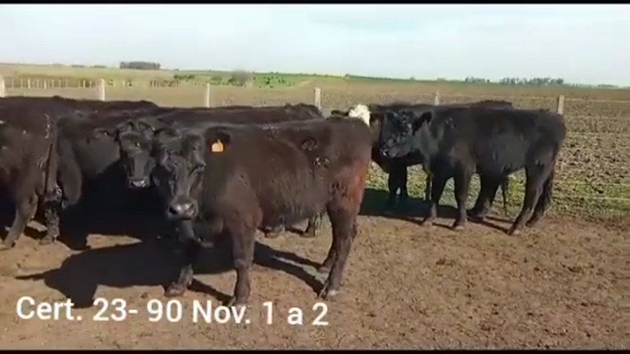 Lote NOVILLOS DE 1 A 2