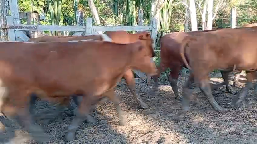 Lote 250 Novillos en Corrientes, Santo Tomé
