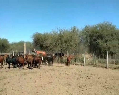 Lote 70 Terneras en Quimilí, Santiago del Estero